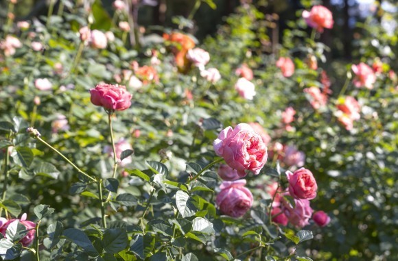 練馬区立 四季の香ローズガーデン／豊潤な香りと深い色合いの秋バラが見ごろを迎える
