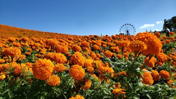 いろどりの丘を彩るマリーゴールド