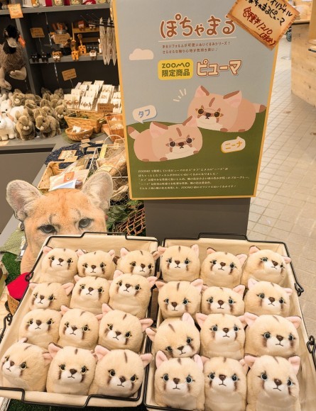 初のオリジナルぬいぐるみ 『ぽちゃまるピューマ』