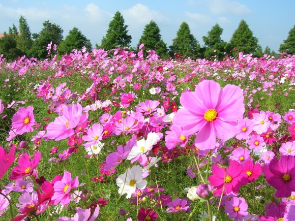 以前のコスモスの画像となります。