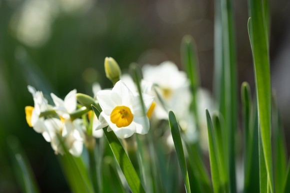 一枚の写真「水仙と幸せと」・・太宰 宏恵：きらめきぷらすWEBMAGAZINE