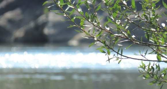 ネイチャーポジティブ経済移行戦略ロードマップ（2025-2030年）とは