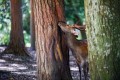 なつの奈良旅キャンペーン2023～心整う朝～