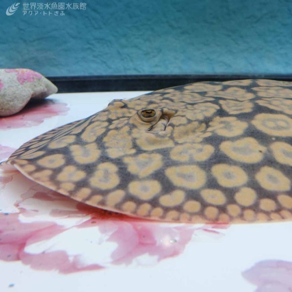 花柄模様のエイ