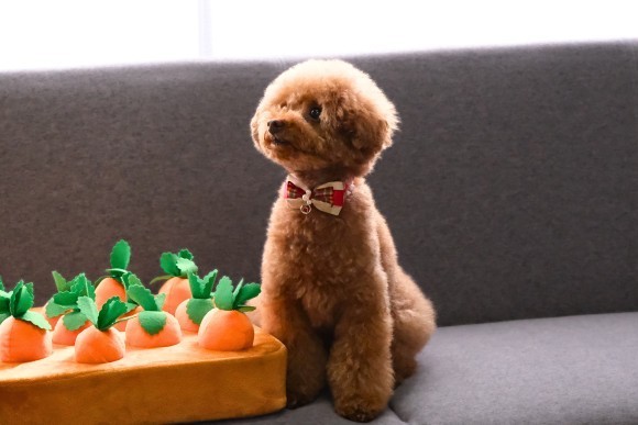 「インターペット大阪」に出品予定の人気商品「ふわふわ大収穫！ぬいぐるみ畑」は、愛犬の早食い防止や嗅覚トレーニングにぴったり。