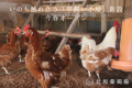 淡路島の北坂養鶏場、平飼い小屋、来春オープン。産みたての卵採り体験や鶏の生活を見学できる場所へ