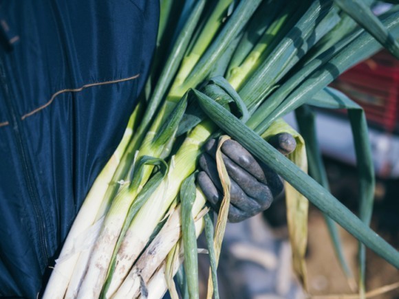 葱華屋の深谷ねぎは1本1本手作業で丁寧に育てています