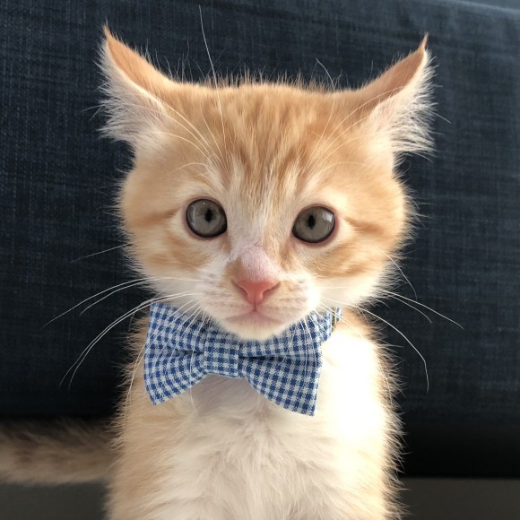 SNSで大人気の保護猫、ツンデレ男ルナさん