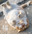 人気猫写真家・あおいとりの新作写真集「ずっと気まま猫」