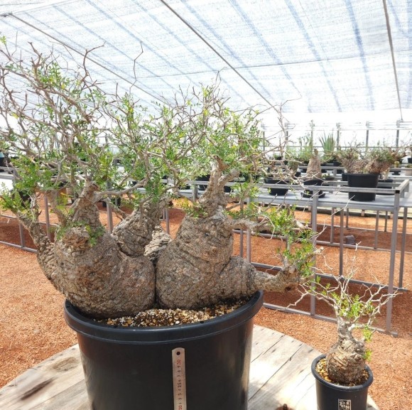 塊根植物 新芽あり パキプス 塊根植物 新芽あり パキプス 塊根植物 オペルクリカリア•パキプス