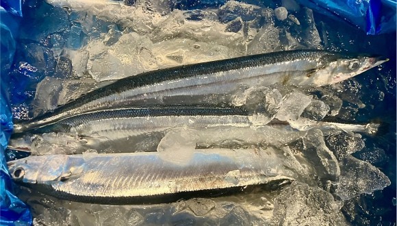 【連載】ギッチョムの気仙沼だより（２４）・「気仙沼のサンマ、サンマの気仙沼」|きらめきぷらす