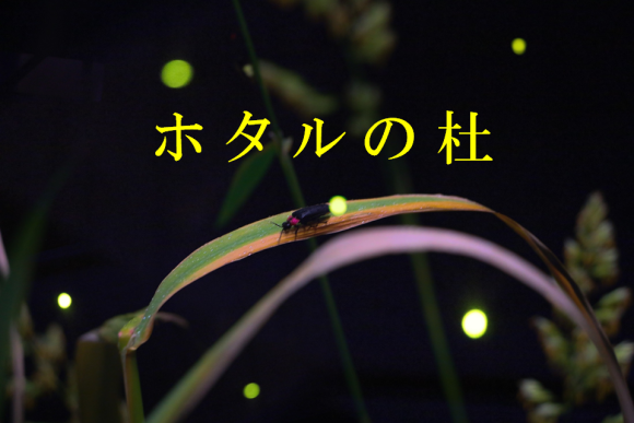 【仙台うみの杜水族館】ホタルの杜