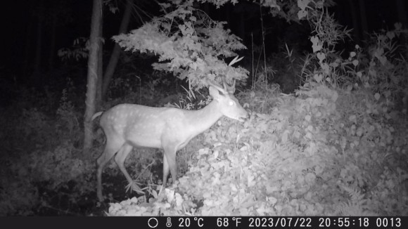 出現した若い牡鹿