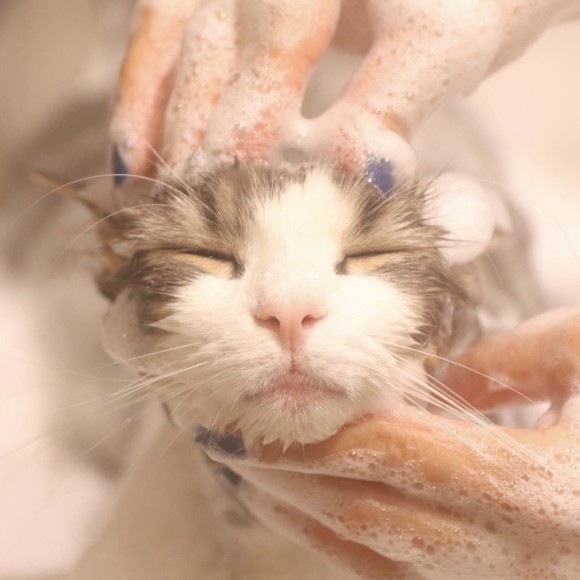 猫専門サロンでシャンプー中