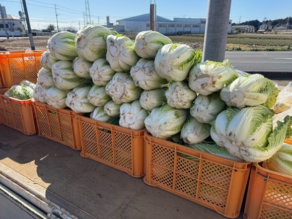 白菜配布中です！お鍋等にどうぞ！！