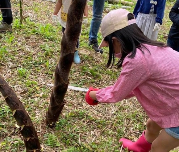 掘り起こすのではなく伐採します