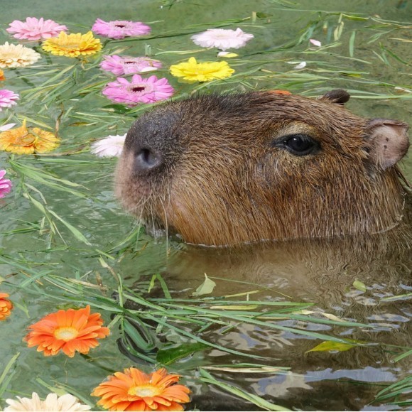 プールに入るカピバラ