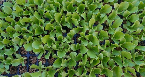 東大研究グループが発見した「光合成促進剤」は地球規模の食料危機を救うか？