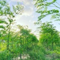 モリンガの栽培風景