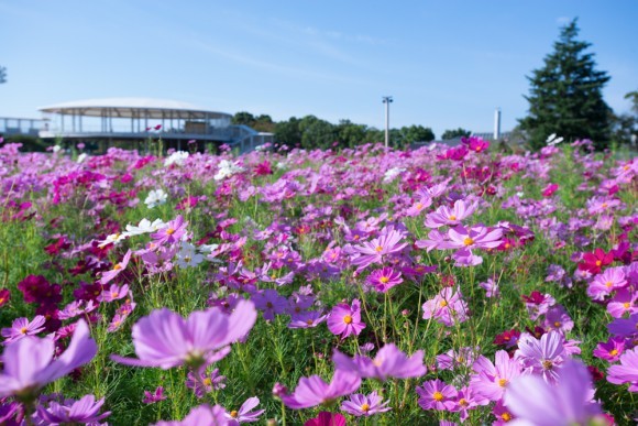 広大な花ひろば一面に咲くコスモス