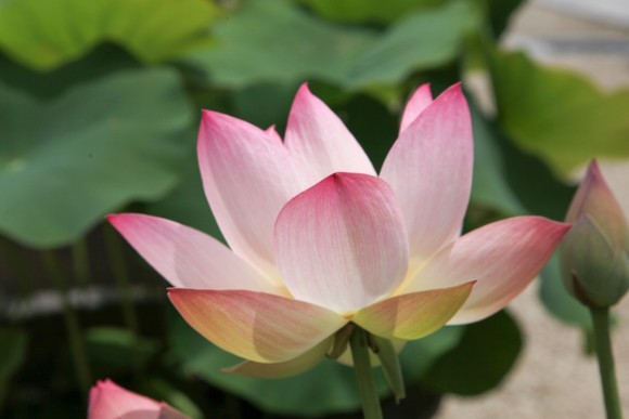 奈良・西ノ京ロータスロード ※イメージ