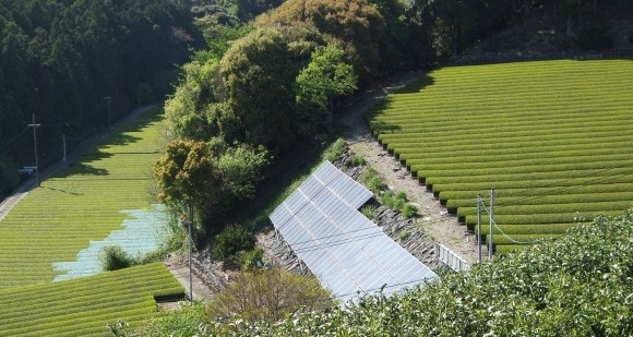 碾茶栽培農地における営農型太陽光発電所共同開発