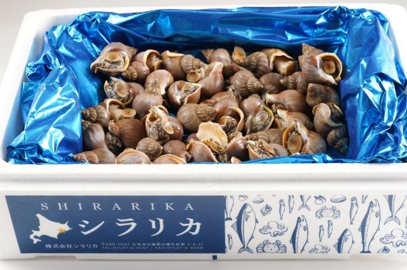北海道白糠町ビッグサイズ の「イソツブ貝」販売開始