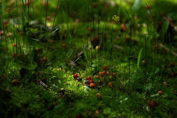 きらめきぷらすWEBMAGAZINEで好評連載中！太宰宏恵さんの一枚の写真、今月は「新緑の森」