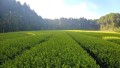国際コンテストで、鹿児島産の日本茶が二年連続の最高評価