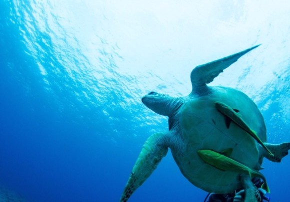 ウミガメとコバンザメ