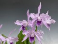 Cattleya lobata f. coerulea （カトレヤ ロバタ セルレヤ）