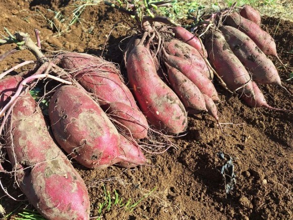 オーナー事業過去の様子（岡谷市農林水産課）