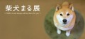 柴犬まる展 in 名古屋　行っちゃうYO！！