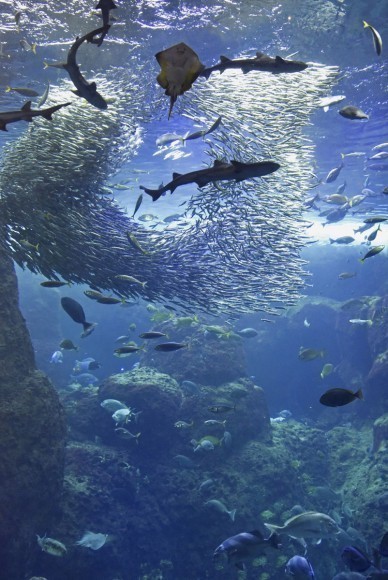 「相模湾大水槽」前で、料理・トークセッションが楽しめる