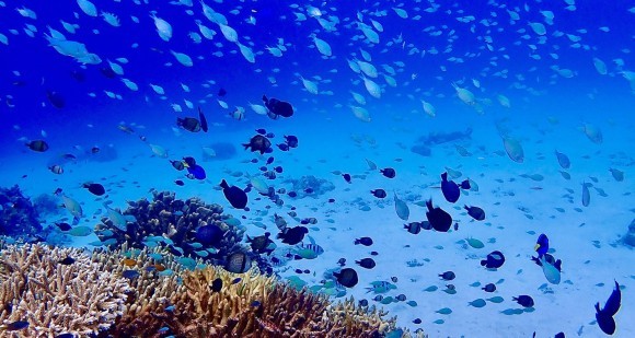 平均気温上昇が日本の水産業に与える深刻な影響