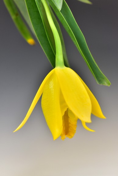 Prosthechea karwinskii（プロステケア カルウィンスキー ）