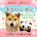 柴犬まる　上野マルイにてポップアップ店開催！