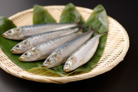 大トロいわし「REVOFISH」