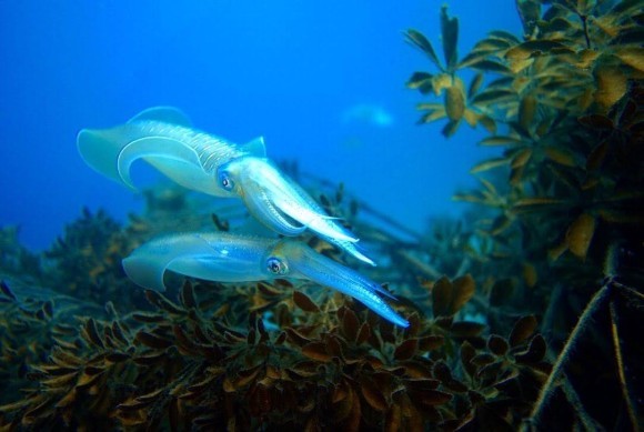 アオリイカの産卵シーン