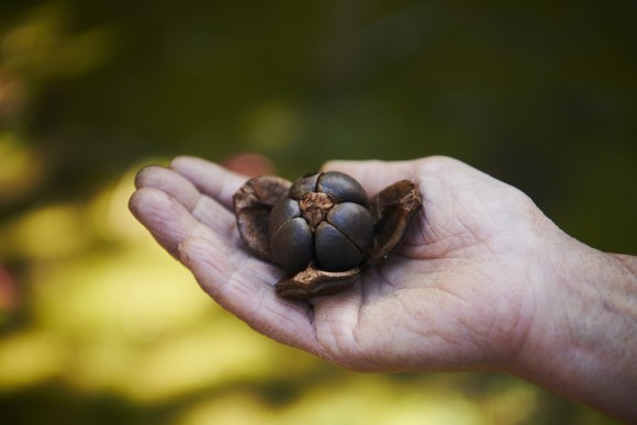 利島の椿を使ったアップサイクルワークショップも開催、抽選で３名様に現品商品プレゼント