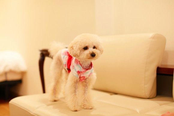 トイプードルのココちゃんがソファーで佇む様子