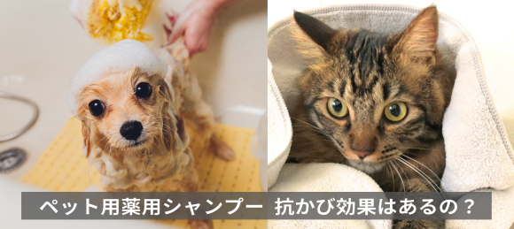 【比較検証】ペット用薬用シャンプー 抗かび効果に差はあるの？