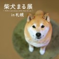 柴犬まる展2024☆感謝と恩返しのジャパンツアーin札幌！