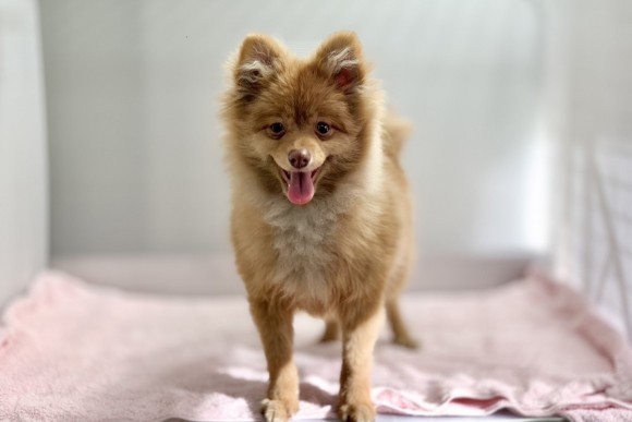 ナチュラル・ドッグ・プライド　http://lessonwan.com