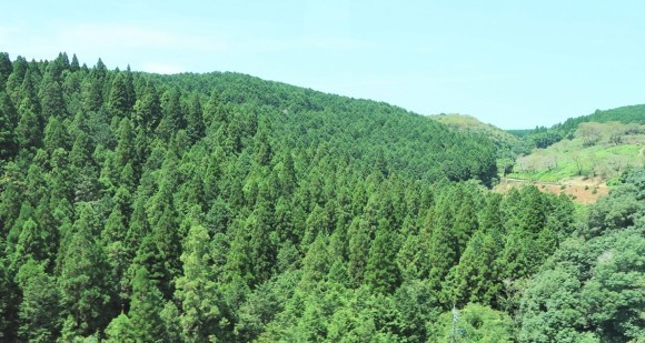 気候変動で長期化する花粉。課題解決に向けての取り組み