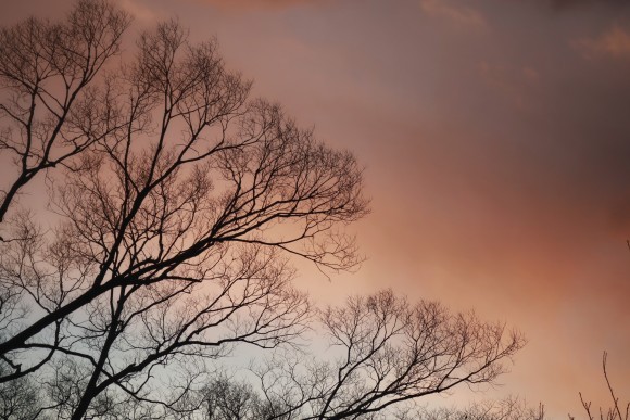 【連載】写真短歌（１４）・・川喜田 晶子：きらめきぷらす