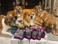 兵庫県神戸市のNPO法人「DOG BASE」に犬用無添加おやつ VitaLife（ビタライフ）を寄付いたしました