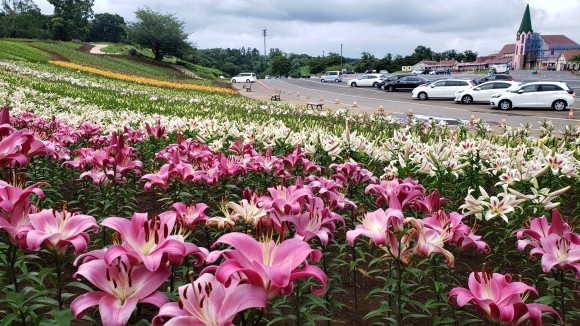 東京ドイツ村　ゆり