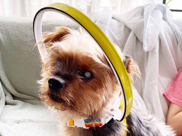 ドッグバンパーを装着したヨークシャーテリアのココちゃん