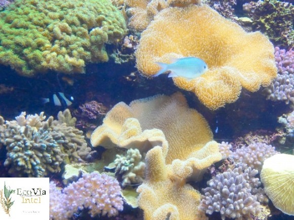 EcoVia Intel「生物多様性と産業」eブックレットimage